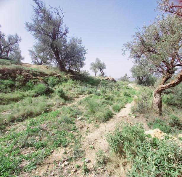 Foto 4ffe8908-6b42-464e-a29c-4059af70b641. Finca rústica terreno rustico en venta ! en Canillas de Aceituno