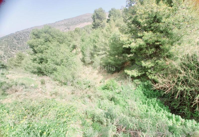 Foto 77d9342d-5343-44fd-acff-148a38426a6f. Finca rústica terreno rustico en venta ! en Canillas de Aceituno