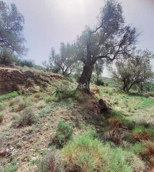 Foto 7b63ed3f-0862-4b12-8934-a1d7609027b8. Finca rústica terreno rustico en venta ! en Canillas de Aceituno