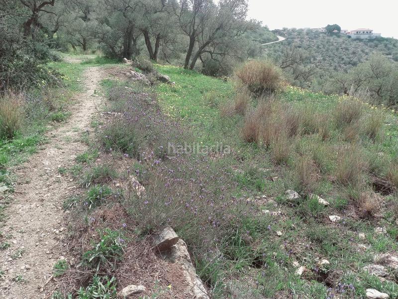 Foto 8becbff1-3632-4986-8e22-a72b8d4118ff. Finca rústica terreno rustico en venta ! en Canillas de Aceituno