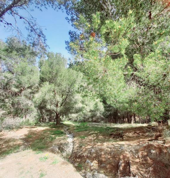 Foto c3701273-e2b2-4013-a1fc-4ca9d641f185. Finca rústica terreno rustico en venta ! en Canillas de Aceituno