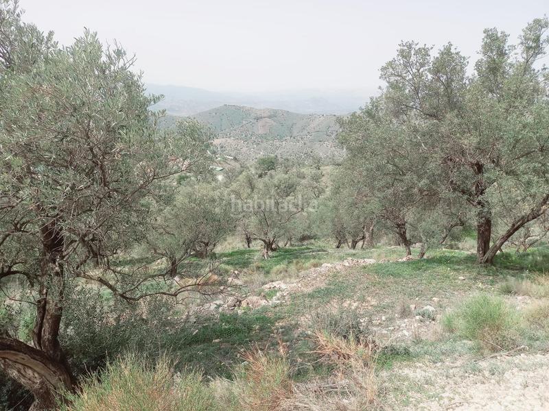 Foto d6035caa-8127-4092-86e1-5ba0610d34a9. Finca rústica terreno rustico en venta ! en Canillas de Aceituno