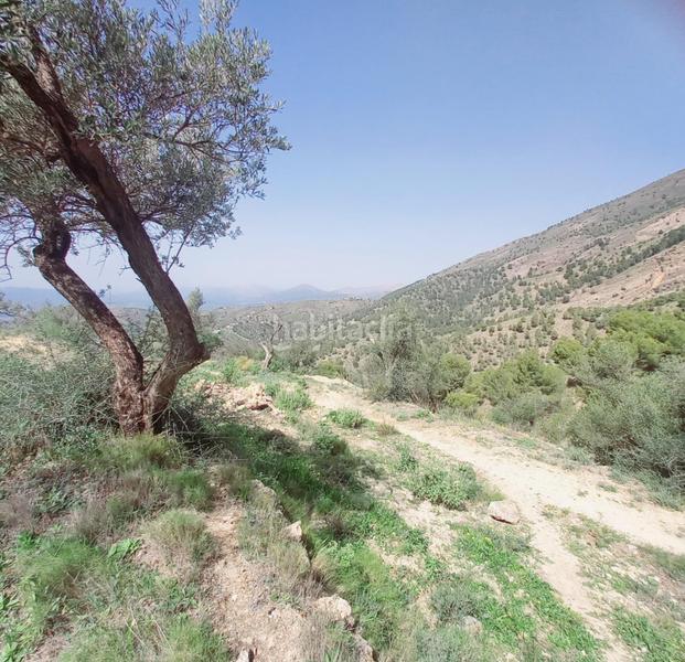Foto f5e71510-723c-42fc-b375-c52755b7e8ec. Finca rústica terreno rustico en venta ! en Canillas de Aceituno