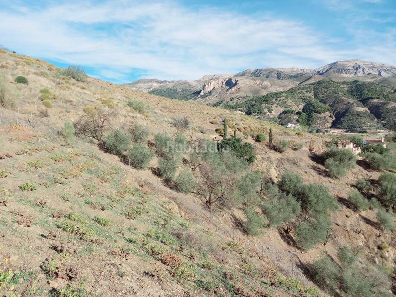 Foto e6cdf941-ac0b-472f-af10-0c80a2798973. Casa parcela con casita en venta en Canillas de Aceituno