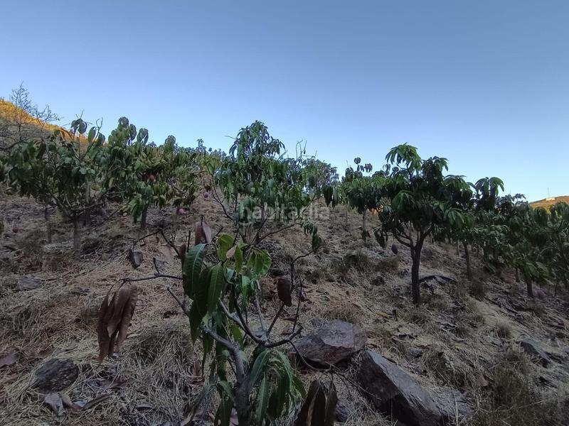Foto 1139b190-9f9d-458c-96a6-533b94a34c18. Finca rústica finca de mangos en canillas de aceituno en Almayate Bajo