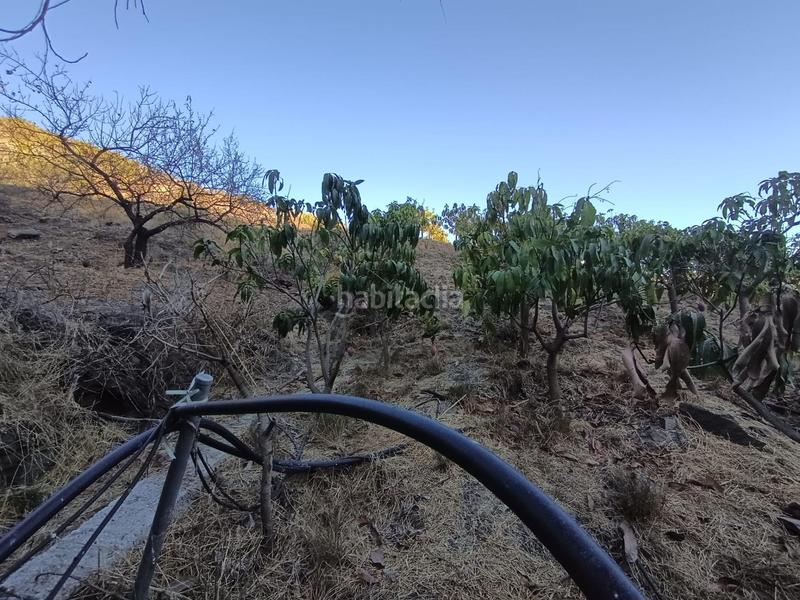 Foto 18912bf3-afa3-457e-9074-96af0bd8e839. Finca rústica finca de mangos en canillas de aceituno en Almayate Bajo