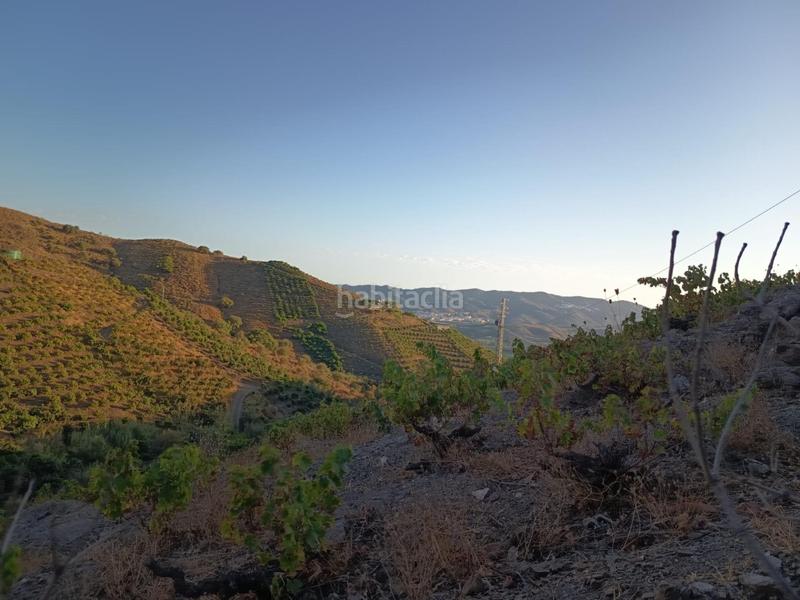 Foto 1e288177-4a25-4c82-b1b7-6e7708932e02. Finca rústica finca de mangos en canillas de aceituno en Almayate Bajo