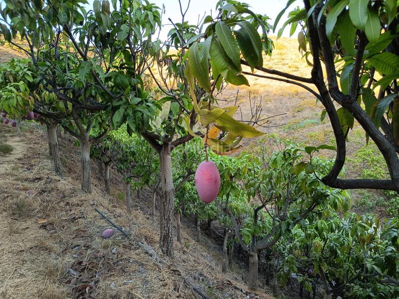 Foto 1e2d73a6-cc12-44cd-a69a-087f7732e1fe. Finca rústica finca de mangos en canillas de aceituno en Almayate Bajo