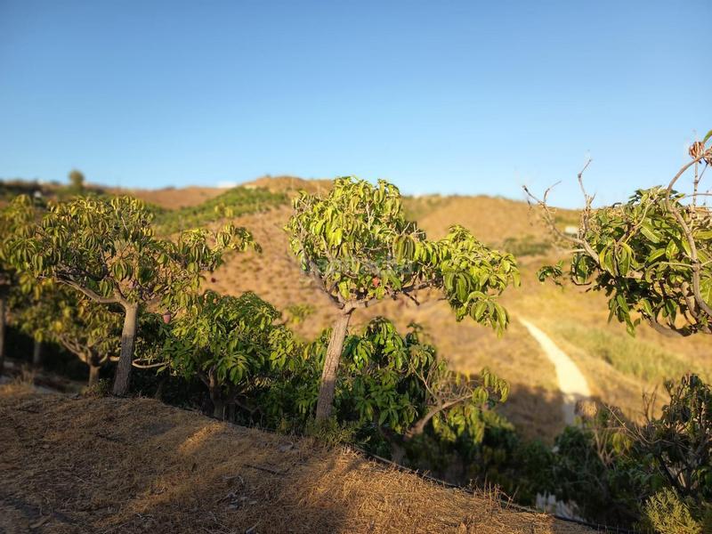 Foto 27c8adbd-686d-4c2c-88e5-5106d2d3ba03. Finca rústica finca de mangos en canillas de aceituno en Almayate Bajo