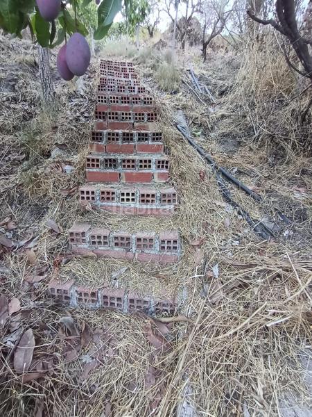 Foto 356ef9a6-1ca8-4b7c-aaed-2845aafdabdc. Finca rústica finca de mangos en canillas de aceituno en Almayate Bajo