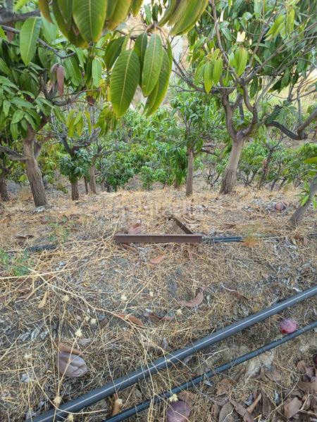 Foto 3ec03daf-325d-46f9-b7b9-3bfa20952d3f. Finca rústica finca de mangos en canillas de aceituno en Almayate Bajo