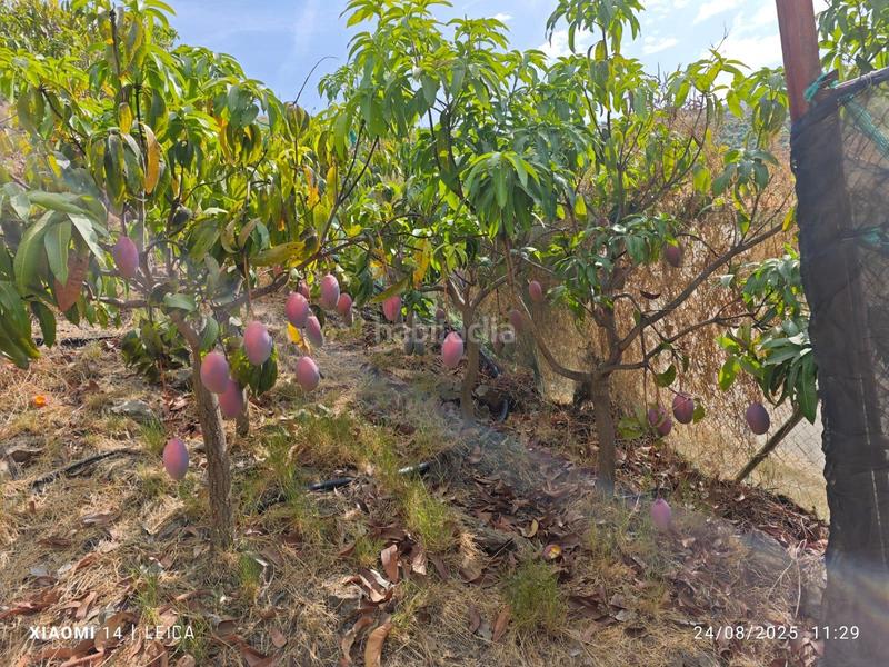 Foto 471fc6b5-d350-4331-ac7d-f44127679a71. Finca rústica finca de mangos en canillas de aceituno en Almayate Bajo