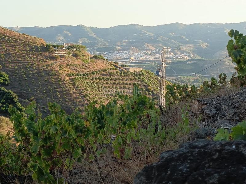 Foto 484dd0c9-9b3d-46cd-8871-959f50990c6a. Finca rústica finca de mangos en canillas de aceituno en Almayate Bajo