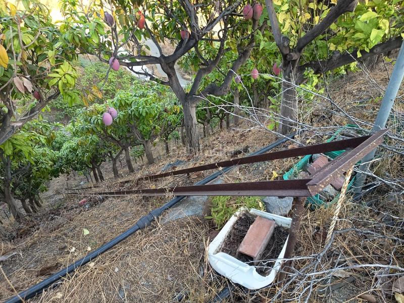 Foto 4e095507-8648-4b01-8821-3b9931e30e8e. Finca rústica finca de mangos en canillas de aceituno en Almayate Bajo