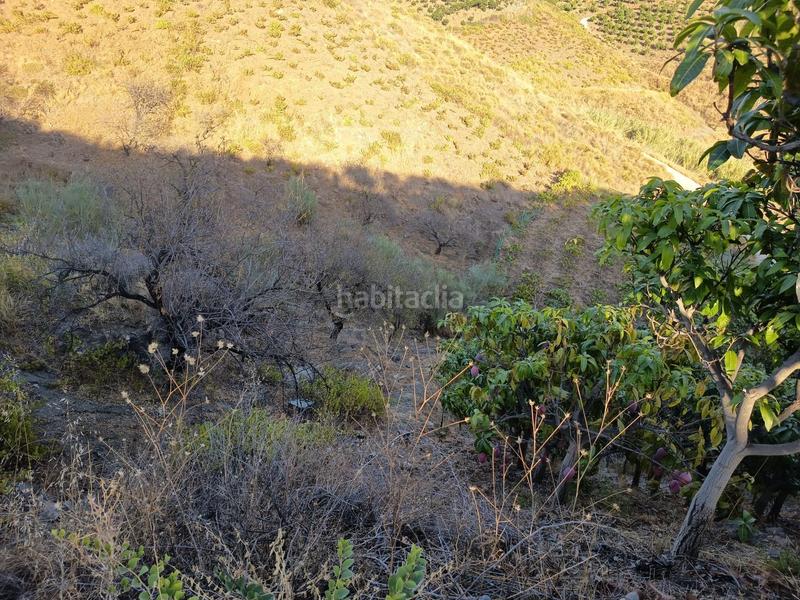 Foto 58ead898-ab37-448f-8e22-33682d8ebabd. Finca rústica finca de mangos en canillas de aceituno en Almayate Bajo