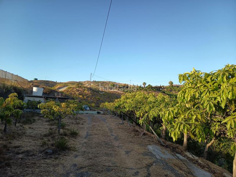 Foto 63bc5c19-4c12-42dc-9684-e86bdf50390b. Finca rústica finca de mangos en canillas de aceituno en Almayate Bajo