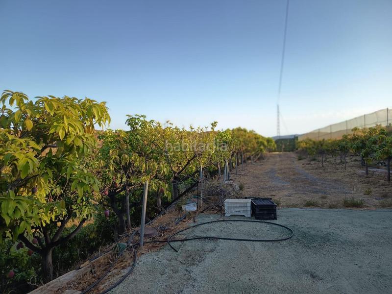 Foto 77a59e9f-e567-495e-a6bf-6ab8228e0923. Finca rústica finca de mangos en canillas de aceituno en Almayate Bajo