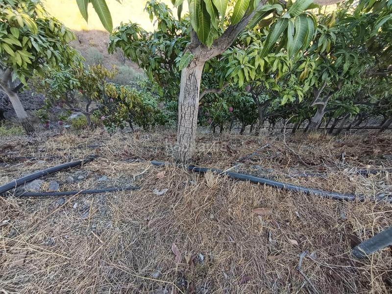 Foto 7d4ecdb2-ae4a-40ef-8d6f-d42d7b7b234d. Finca rústica finca de mangos en canillas de aceituno en Almayate Bajo