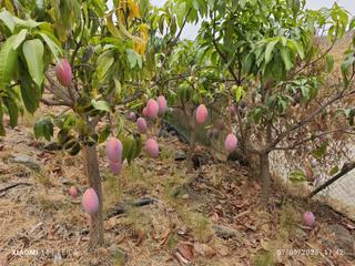 Landgut in Almayate Bajo. Finca de mangos en canillas de aceituno