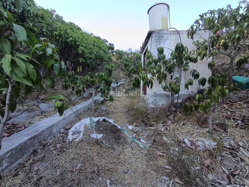 Foto 92511c71-4692-440e-8f08-73abe270e41c. Finca rústica finca de mangos en canillas de aceituno en Almayate Bajo