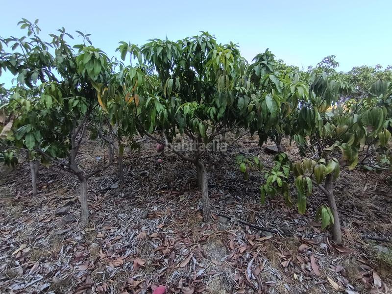 Foto 92917b70-3af5-42eb-a298-660f4642025a. Finca rústica finca de mangos en canillas de aceituno en Almayate Bajo