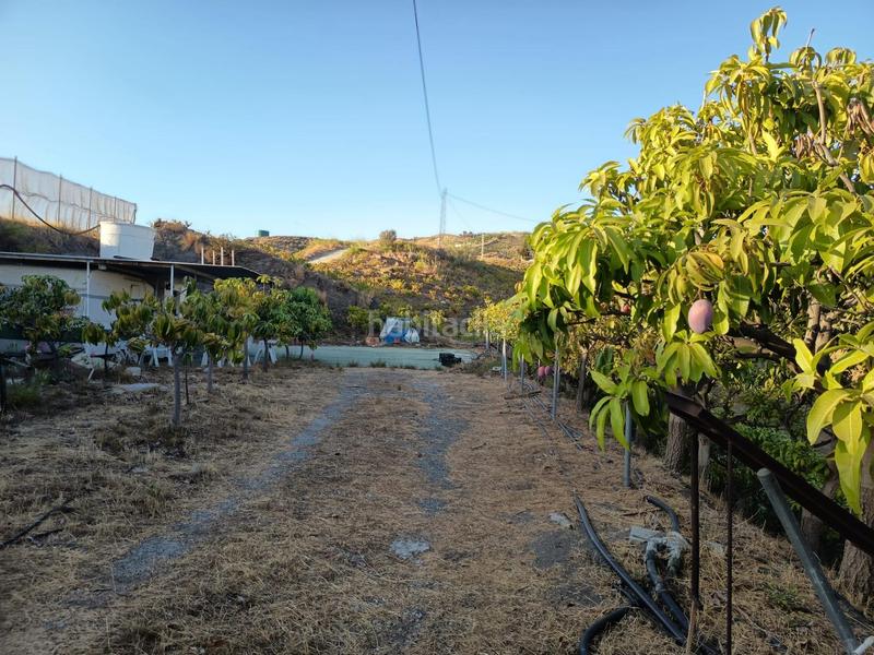 Foto 998dab92-6f32-480b-b475-ff739511861a. Finca rústica finca de mangos en canillas de aceituno en Almayate Bajo