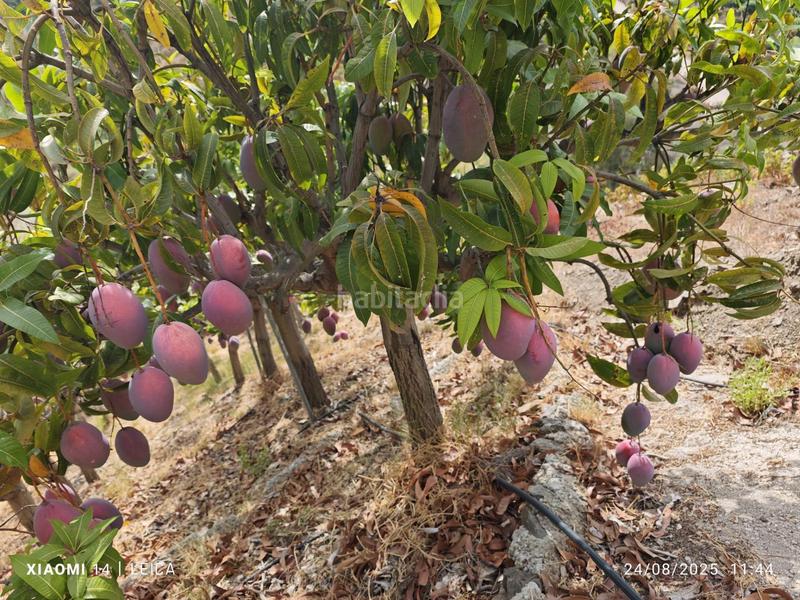 Foto a09b5f01-fa4d-42bd-9ab6-ee5862a2ff25. Finca rústica finca de mangos en canillas de aceituno en Almayate Bajo