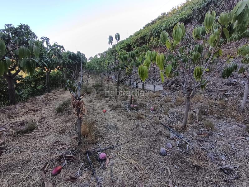 Foto a622e51a-659b-46c0-bc52-db5e4c82d706. Finca rústica finca de mangos en canillas de aceituno en Almayate Bajo