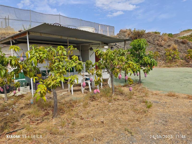 Foto ba9f9221-c7db-4a0d-bd26-97ed091ef792. Finca rústica finca de mangos en canillas de aceituno en Almayate Bajo