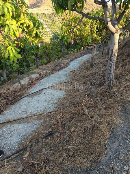 Foto c3862a06-8ad4-4fd5-887b-ff99e142d343. Finca rústica finca de mangos en canillas de aceituno en Almayate Bajo