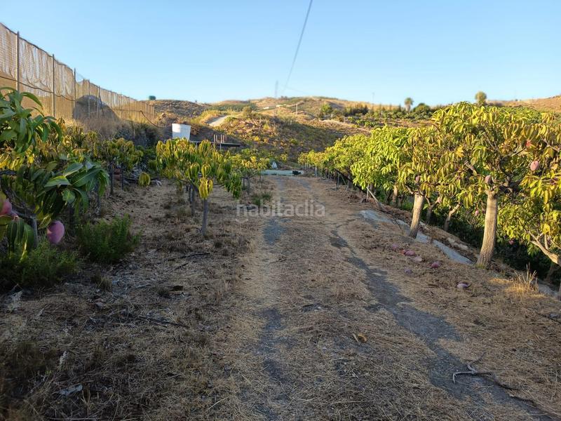 Foto cf1e5c40-2a66-47f7-9ed7-63e60d1c13ed. Finca rústica finca de mangos en canillas de aceituno en Almayate Bajo