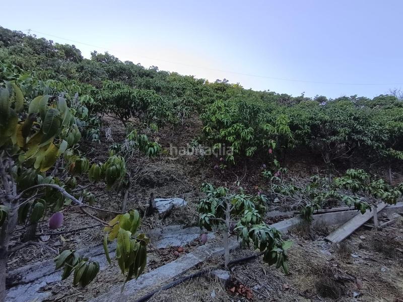 Foto d981d991-2d12-4ac3-af62-636c7358deac. Finca rústica finca de mangos en canillas de aceituno en Almayate Bajo