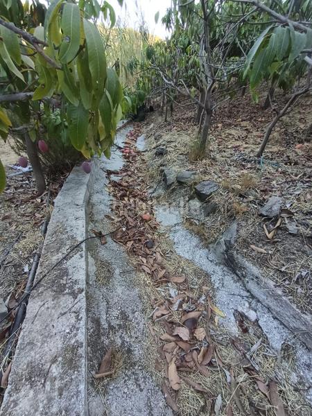Foto eb854abf-92af-405a-99d7-24cab939cddb. Finca rústica finca de mangos en canillas de aceituno en Almayate Bajo