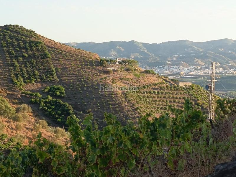 Foto f17252d5-294b-4364-847f-4547aa17b8cb. Finca rústica finca de mangos en canillas de aceituno en Almayate Bajo