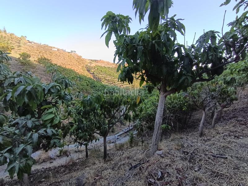 Foto fb8a7270-4392-4b22-af50-fdb4c073e9a4. Finca rústica finca de mangos en canillas de aceituno en Almayate Bajo