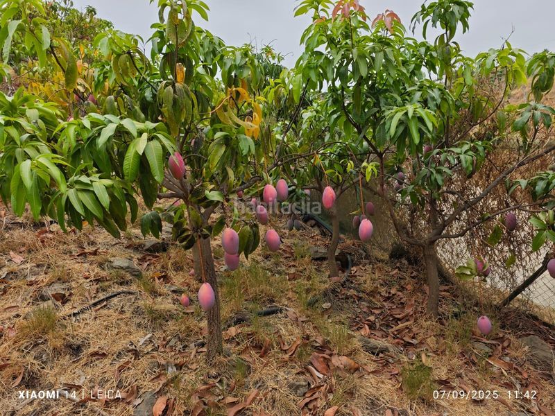 Foto 00e2796d-f8b2-44da-a072-b3e12e754acb. Finca rústica a Canillas de Aceituno