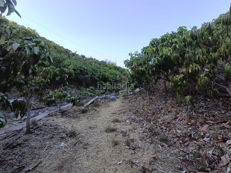 Foto 8305d01b-f78e-47b2-88ad-445e544071cd. Finca rústica a Canillas de Aceituno