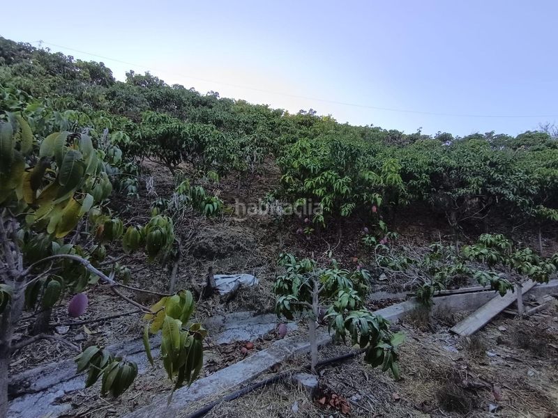 Foto d981d991-2d12-4ac3-af62-636c7358deac. Finca rústica a Canillas de Aceituno