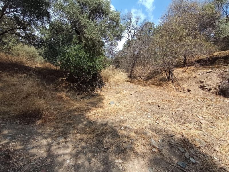 Foto 6c37d940-daa4-4d72-b2e3-23e71986371f. Finca rústica a Sedella