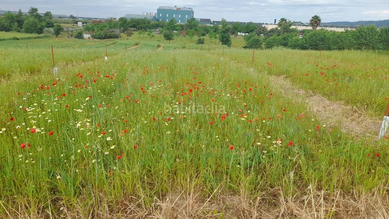 Foto e2962fa6-7770-4b18-97dd-7f6d9ba35405. Finca rústica a El Higuerón Córdoba