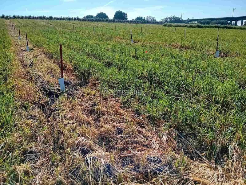 Foto f2158e4f-b5d7-4f55-b0bb-23f4b9f0f4e8. Finca rústica a El Higuerón Córdoba