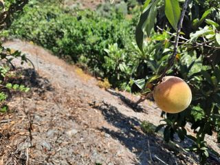 Finca rústica a Canillas de Aceituno