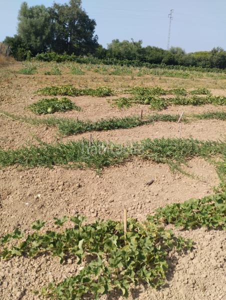 Foto 61706fbc-2490-4f02-bd7a-3ce19d08fad7. Terrain résidentiel dans Pelagatos - Pago del Humo Chiclana de la Frontera