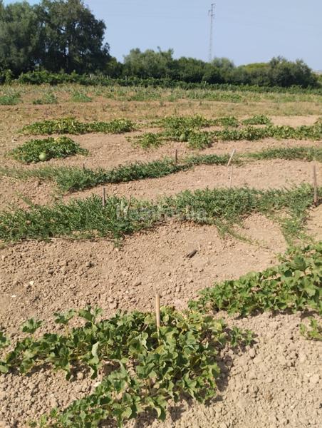 Foto 77e07ca3-03ad-4847-ad4c-dec8bcef9d4b. Terrain résidentiel dans Pelagatos - Pago del Humo Chiclana de la Frontera