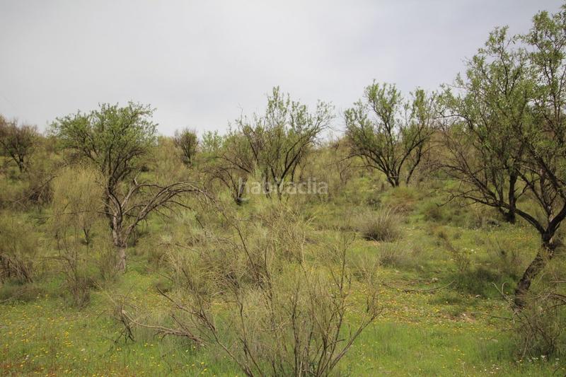 Foto d596c484-910f-47a9-b0ea-a18bf6ea2052. Masía finca en cortijo san jerónimo bartodano en Víznar