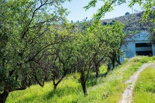 Masia a Pinos Genil. Finca rústica en fuente lobo, carretera de la sierra