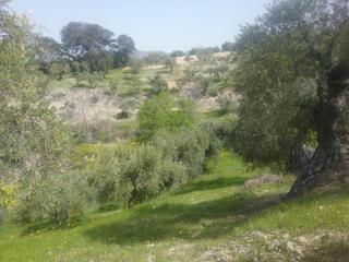 Rural plot in La Paz. Olivar en el fargue. paraje aynadamar