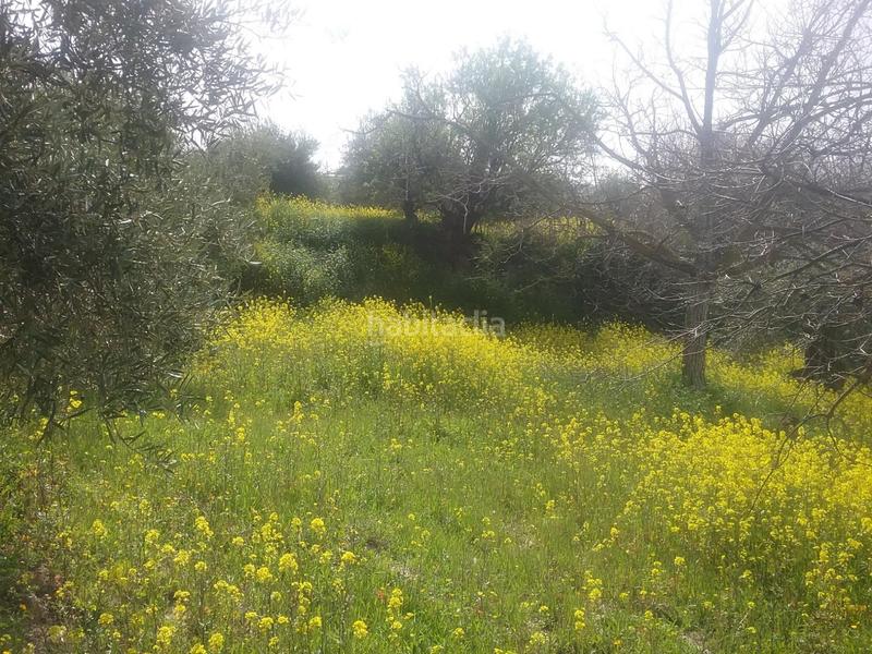 Foto 947bf54f-b9d5-4586-8e81-825d7ac81e7e. Finca rústica olivar en el fargue. paraje aynadamar en Granada