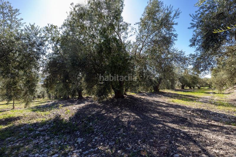 Foto 11d154ff-652d-4c91-b82e-9a2e05c3d9c2. Finca rústica a Dúrcal