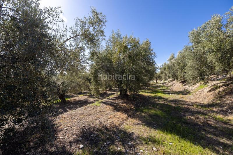 Foto 7afd0e41-e1f2-41fb-a95f-2489d688e2dd. Finca rústica a Dúrcal